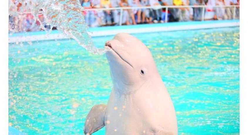 Дельфинарий во Владимире! Незабываемое шоу дельфинов и северного морского котика со скидкой 50%.