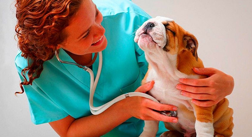 Бесплатный приём и вакцинация, а также скидка 50% на другие услуги от ветеринарного кабинета «Добрый доктор».