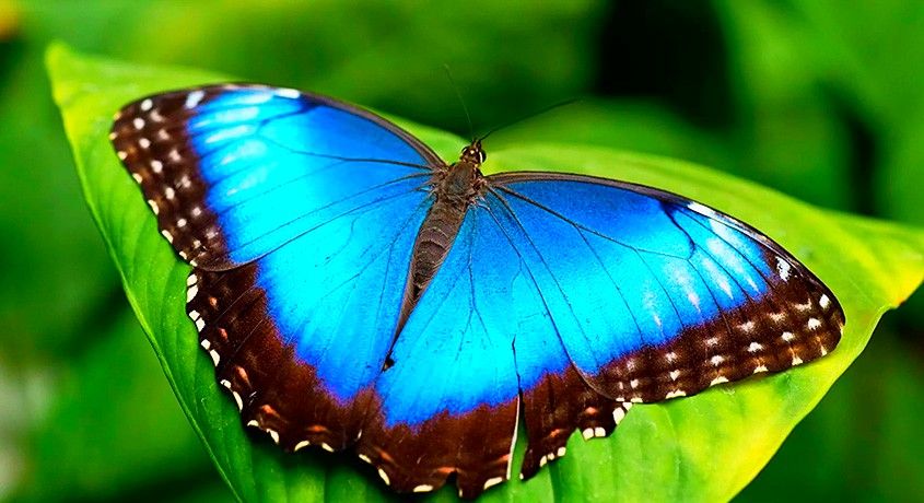 Живой тропический подарок! Ферма из 3-х тропических бабочек с размахом крыльев до 10 см со скидкой 50%.