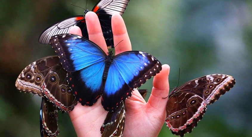 Живой тропический подарок! Ферма из 3-х тропических бабочек с размахом крыльев до 10 см со скидкой 50%.
