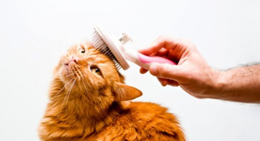 Постригся сам? Постриги кота! Скидка 50% на гигиеническую стрижку кота или кошки от ветеринарной клиники «Верный Друг».