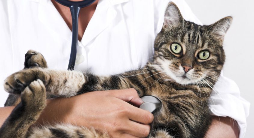 С заботой о животных! Скидка 55% на кастрацию кота от ветеринарной клиники Виталия Подопригора!