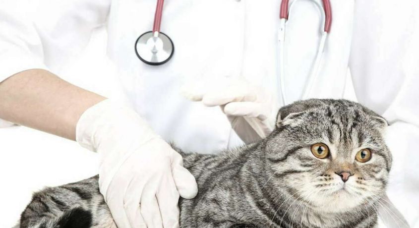 С заботой о животных! Скидка 55% на кастрацию кота от ветеринарной клиники Виталия Подопригора!