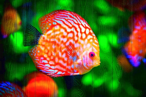 Картина "Рыбы 1"