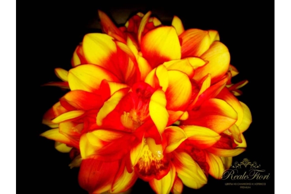 Орхидея Цимбидиум букет желто-оранжевый