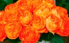  Душистая роза - Оранж 