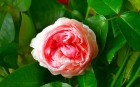  Душистые пионовидные розы