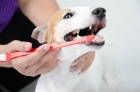 Чистка зубов собаке 