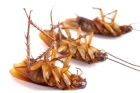 Травля тараканов с гарантией