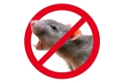 Травля крыс в доме