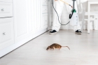 Травля крыс в квартире