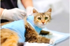 Стерилизация кошки (беременность)