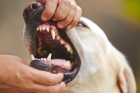 Удаление постоянных зубов животным