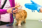 Вакцинация кота 