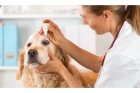 Офтальмолог для собаки