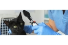 Офтальмолог для кота