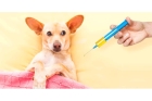 Прививки для собак 
