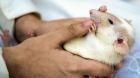 Лечение крысы
