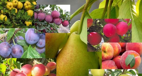 Питомник плодово-ягодных растений
