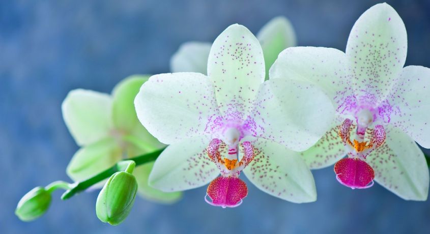 Купить орхидею во владимире отправить подарок на день рождения