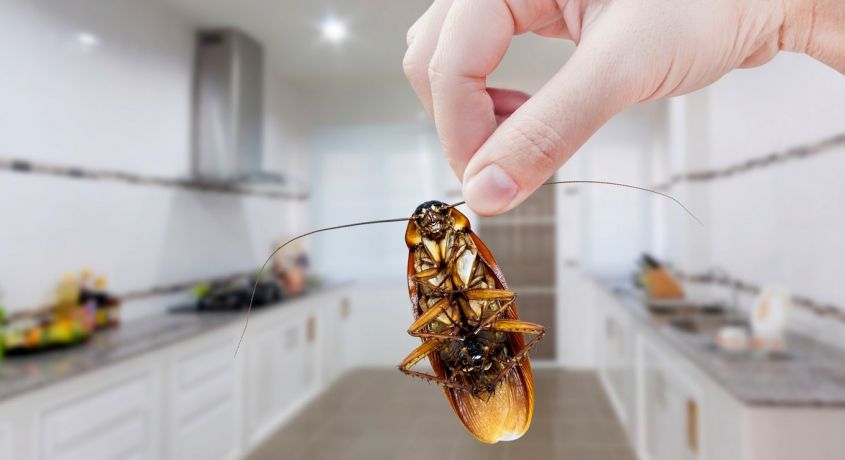 Дом без насекомых! Скидка 50% на уничтожение тараканов, клопов и муравьёв в квартире или в доме от компании «Дез-комфорт».