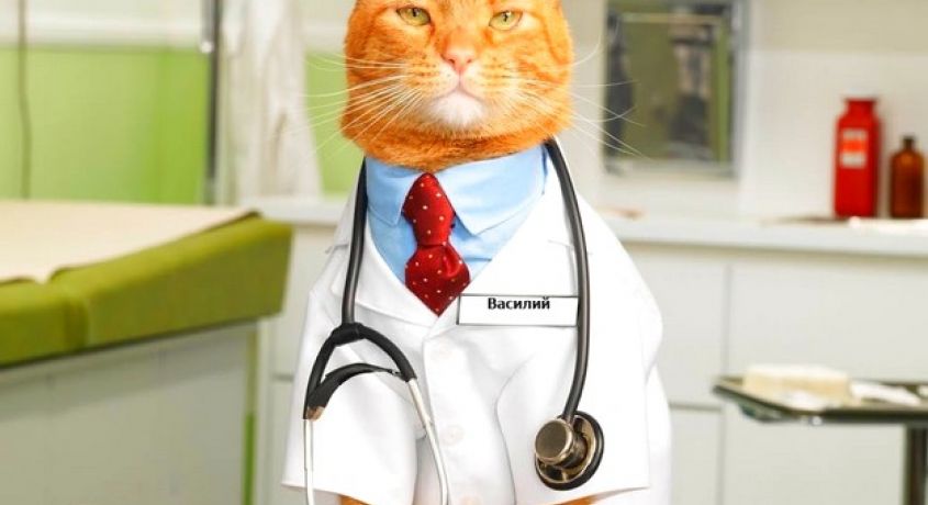Без каких-либо осложнений! Кастрация кота со скидкой 50% от ветеринарной клиники «Vitta Proffi».