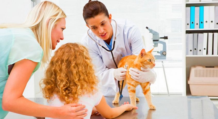 Без каких-либо осложнений! Кастрация кота со скидкой 50% от ветеринарной клиники «Vitta Proffi».