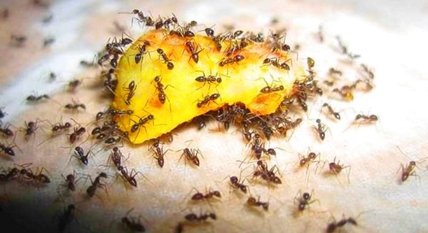 Скидки 50% на обработку от муравьёв от компании дезинфекции и уничтожения насекомых и грызунов «ДезМир»
