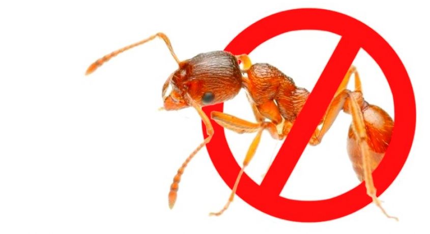 Скидки 50% на обработку от муравьёв от компании дезинфекции и уничтожения насекомых и грызунов «ДезМир»