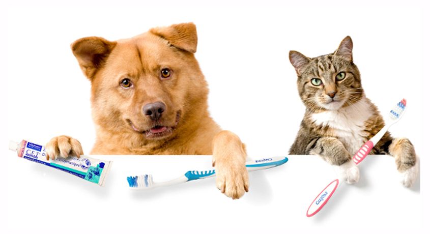 Запах из пасти у питомца? Это легко устранить! Чистка ультразвуком зубов кошек и собак со скидкой 50% в ветеринарной клинике «Радуга».