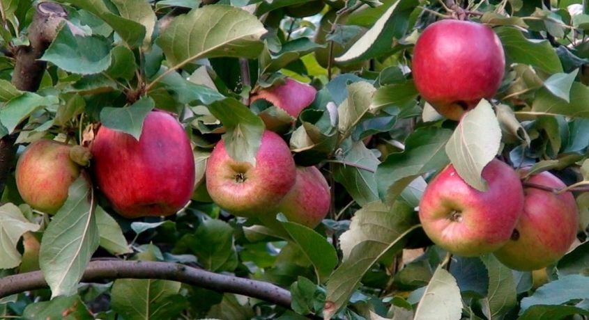 Посади дерево! Скидки 50% на саженцы яблони на выбор от питомника плодово-ягодных растений «Куркиных».