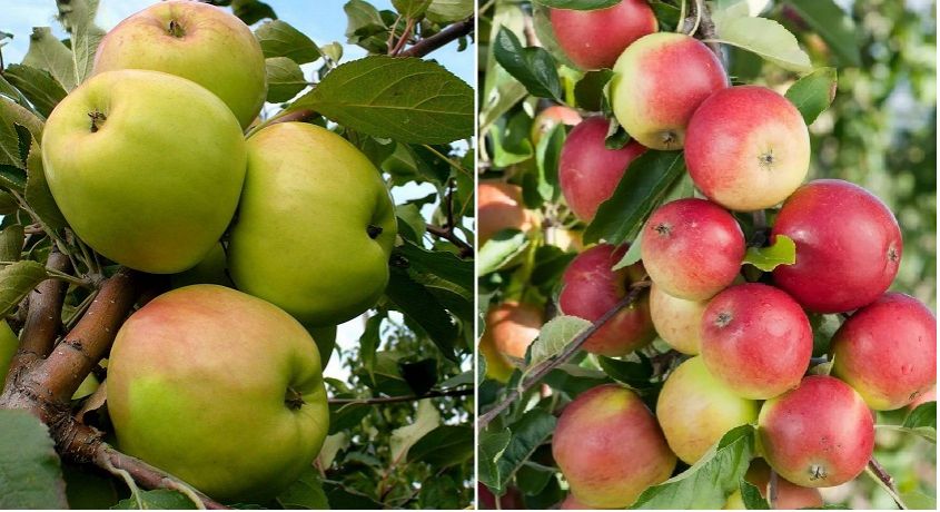 Посади дерево! Скидки 50% на саженцы яблони на выбор от питомника плодово-ягодных растений «Куркиных».
