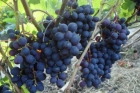 Виноград «Восторг» 