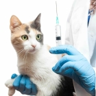 Вакцинация кошки Биофел PCHR с бешен, Чехия