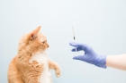 Вакцинация кошки отечественной вакциной с бешенством