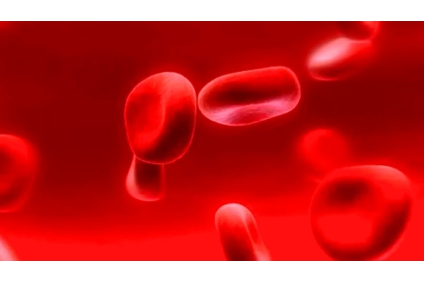 Группа крови + Резус-фактор (Rh) 