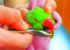 Обрезание клюва у птиц (1 животное)