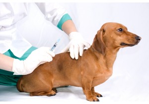 Вакцинация собаки Мультикан 6, Россия