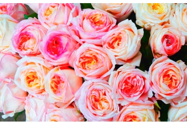 Душистая роза кремово-розового цвета