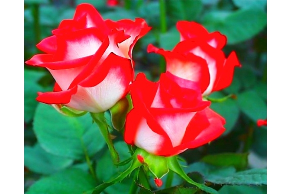 Роза (Blush) 70 см