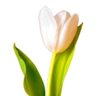 Белый тюльпан