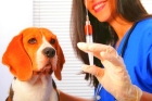 Вакцинация животного с проведением клинического осмотра и оформлением ветеринарного документа - 1 гол. 