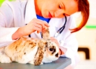 Иммунизация кроликов ассоциированной вакциной против миксоматоза и вгбк ( ВНИИВВиМ) 1 гол.