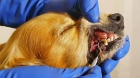 Удаление зубов у кошек и собак 