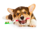 Чистка зубов у кошек и собак