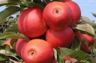 Яблоня «Дарена»  