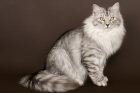 Стрижка сибирских кошек