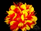 Орхидея Цимбидиум композиция желто-оранжевая