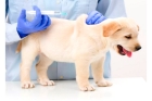 Вакцинация собак