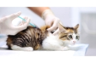 Вакцинация кошки Импортная  